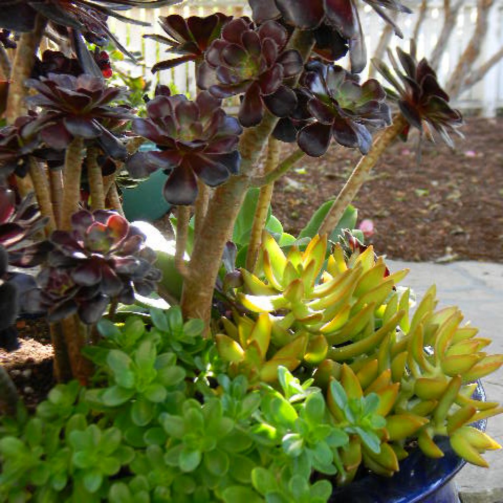 Ornamental Planters