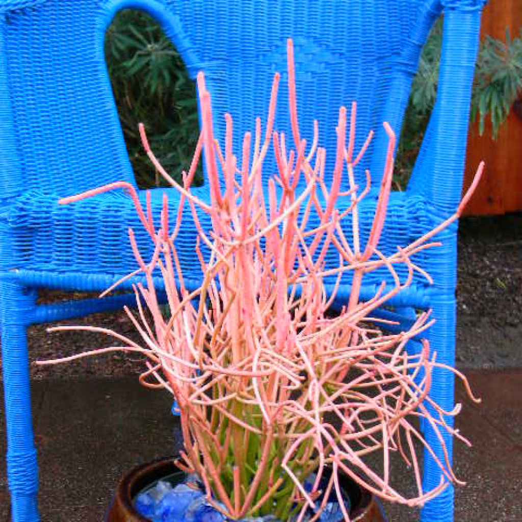 Ornamental Planters