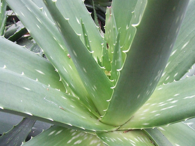 Aloe is a great healing herb for sunburn and other skin conditions