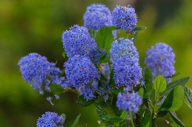 Ceanothus Skylark flower detail