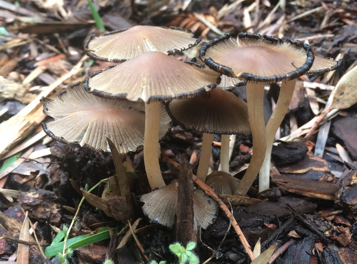 Mushrooms are signs of all the fungal activity happening out of sight underground in the winter garden