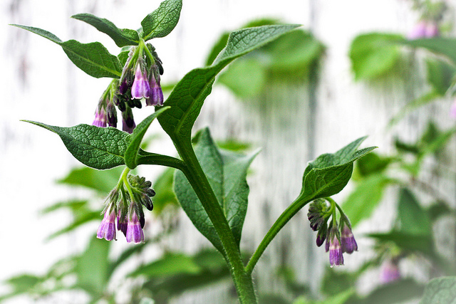 Comfrey flowers. Photo courtesy of Suzanne Schroeter on Flikr