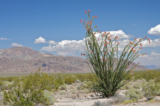Taken at Ocotillo Patch on Pinto Basin Road, Joshua Tree National Park, San Bernardino County, California