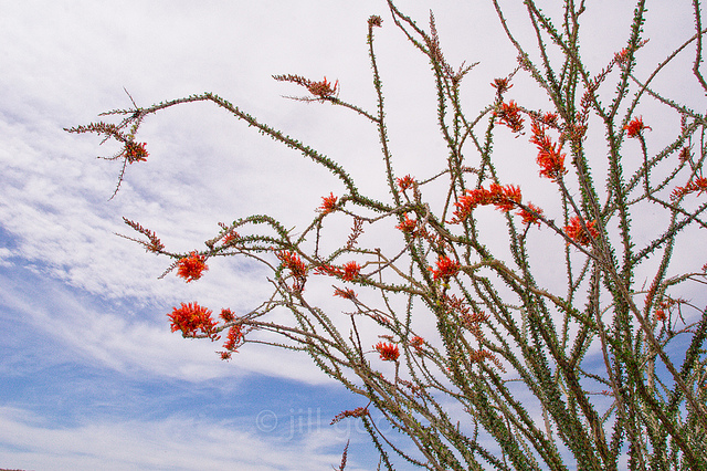 Ocotillo is one of my favorite california native flowering shrubs