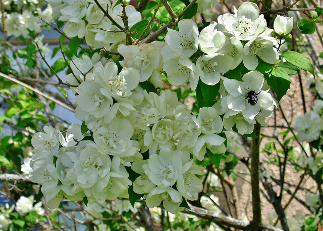 This California Native Flowering Shrub