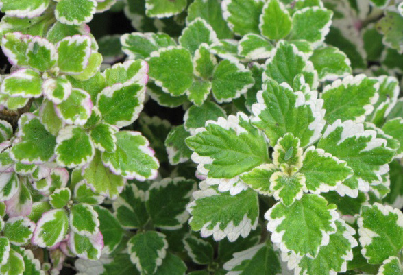 Variegated Mint