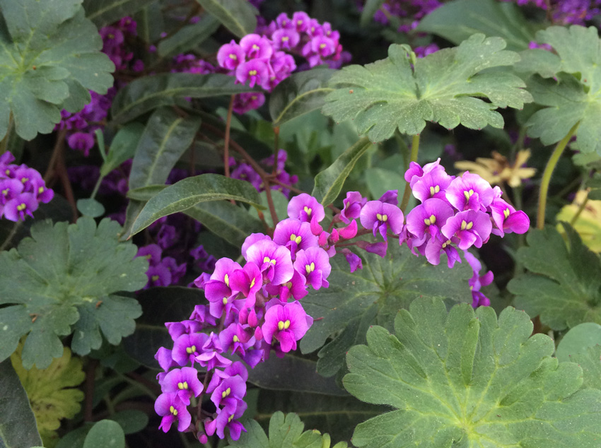 Hardenbergia vine spilling into a bed of geraniums