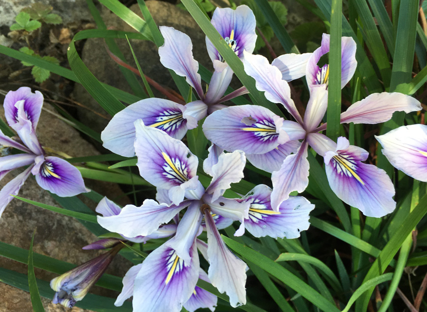 Native California Iris Flowers