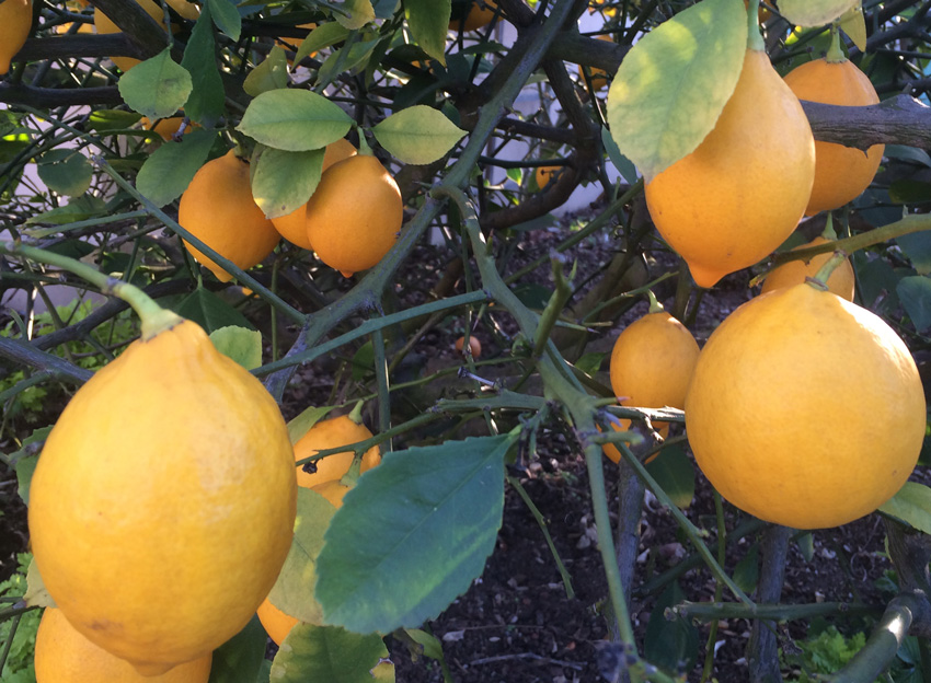 Meyer Lemons ripe on the tree