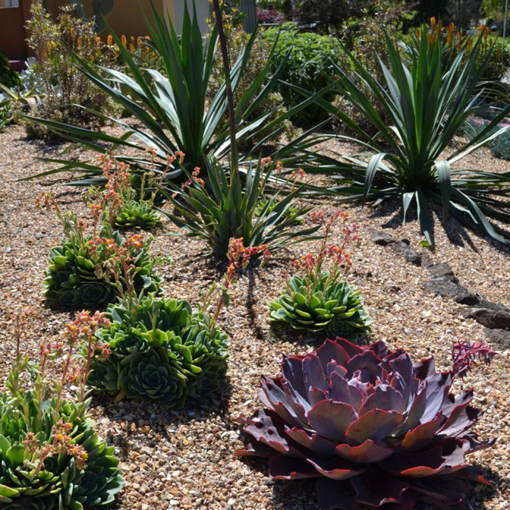 Dry Garden Magic