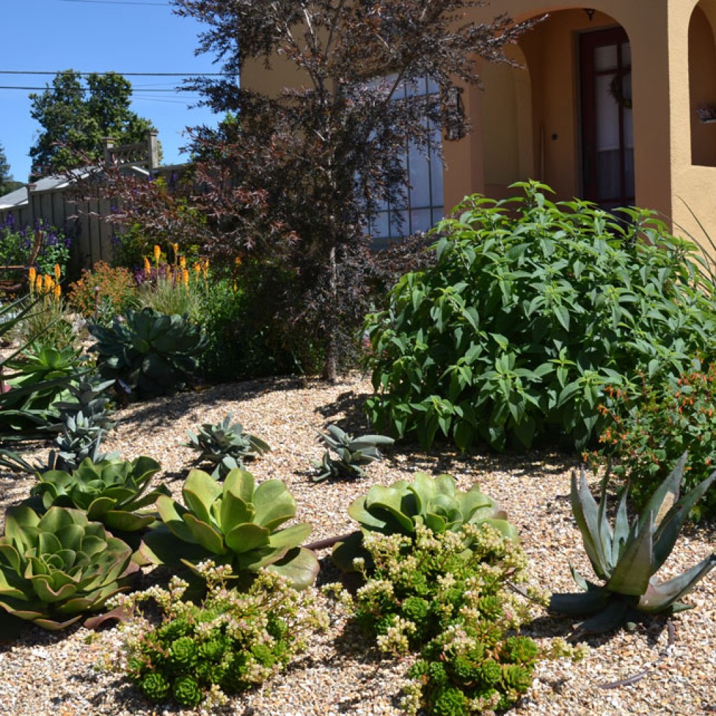 Dry Garden Magic
