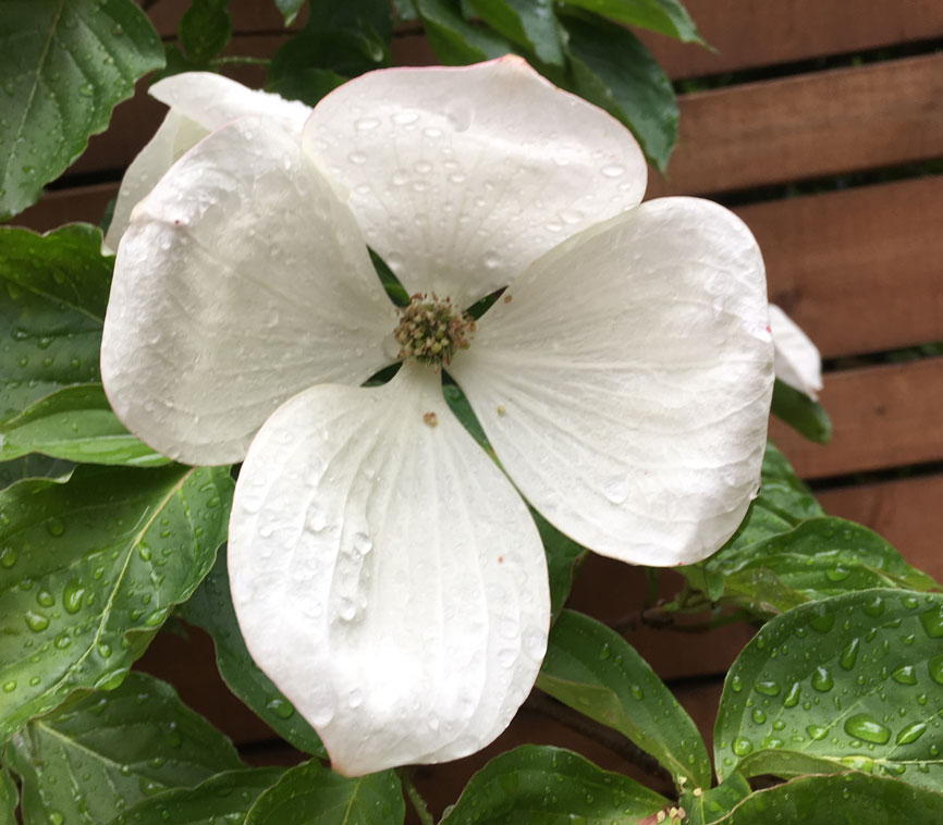 Flowering Dogwood 'Venus'