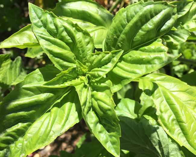 Basil in the July Garden