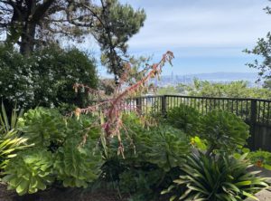 Garden with View of San Francisco