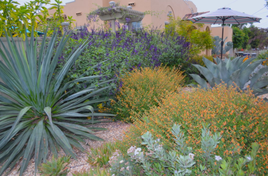 Succulent Garden