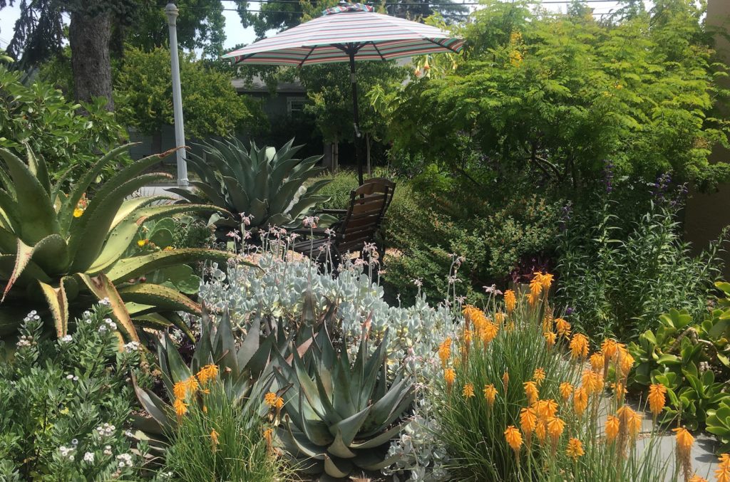 Succulent Garden