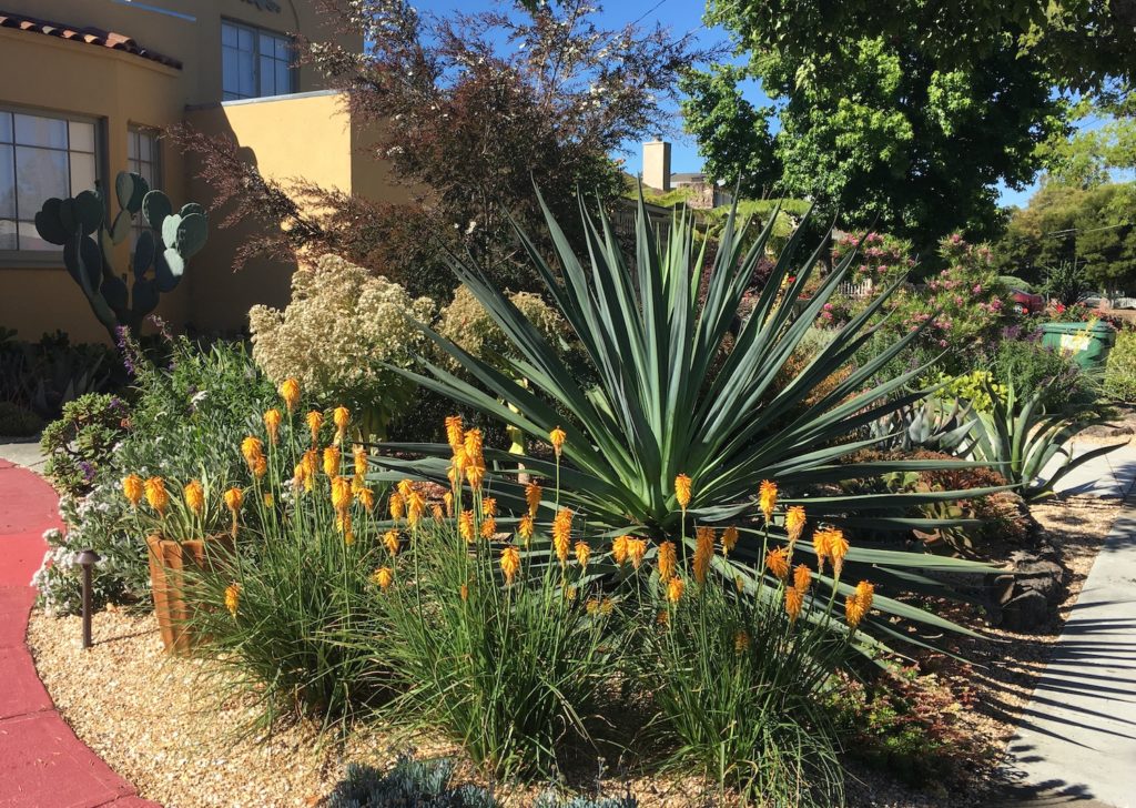 Succulent Garden with Beschorneria and Kniphofia