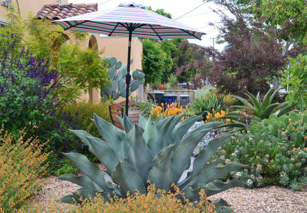 Succulent Garden with Agave